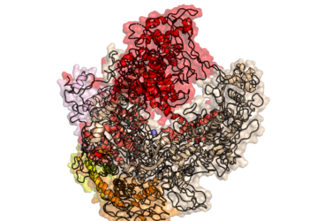 Tipi di RNA- m-RNA, r-RNA, t-RNA-chimicamo