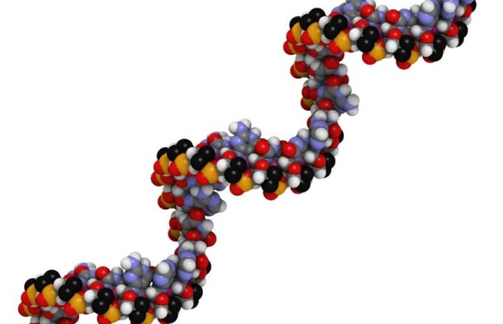 rna
