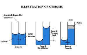 osmosis 1