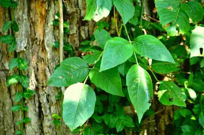 Piante velenose chimicamo e1618202039559