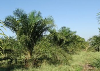 glicidolo e olio di palma-chimicamo