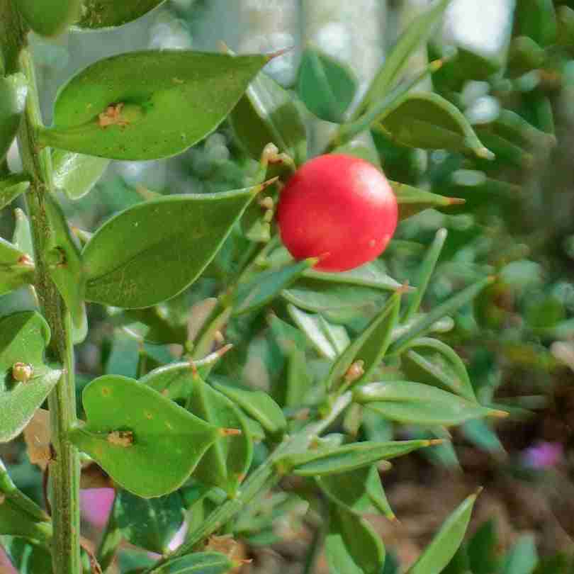 pungitopo