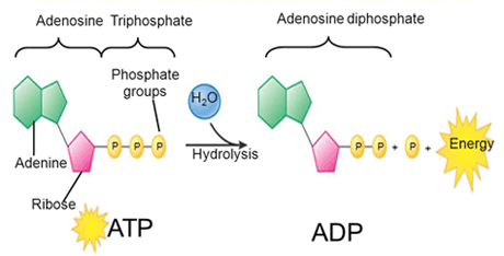 idrolisi ATP