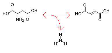 aspartato-ammoniaca liasi