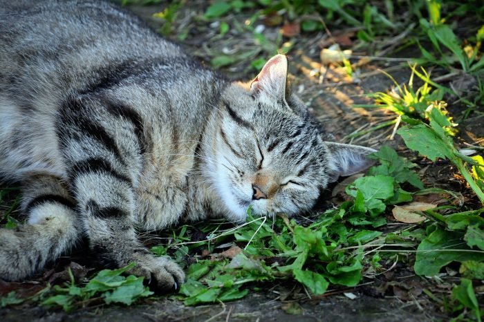 Gatto e erba gatta-chimicamo