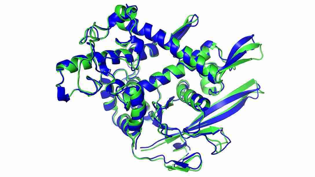 proteine coniugate