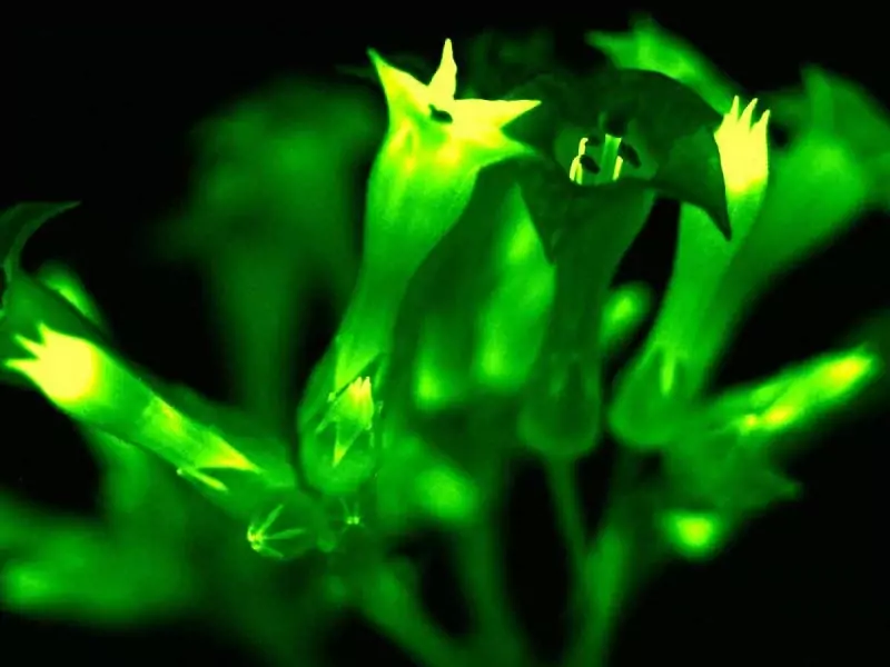 piante nanobioniche