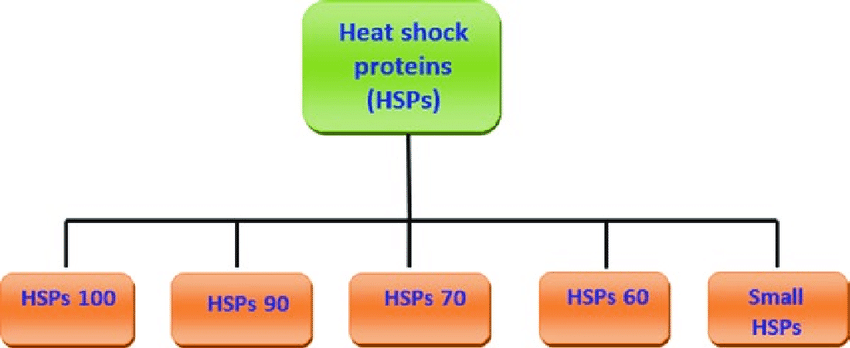 classificazione delle proteine da shock termico