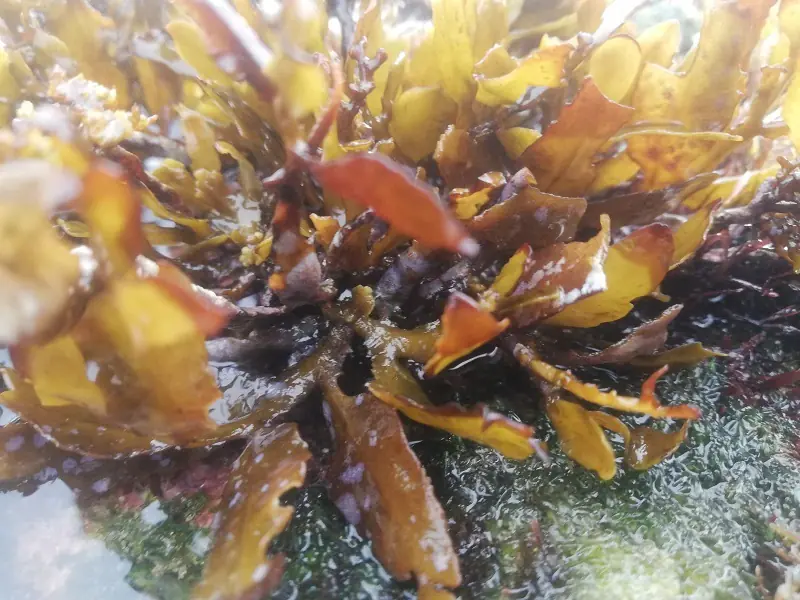 fucoxantina