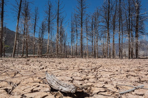conseguenze sugli ecosistemi