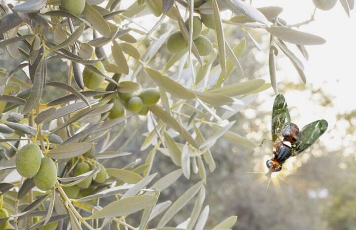 mosca dell'olivo