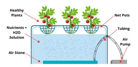 Deep Water Culture