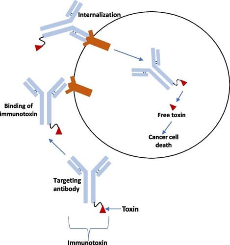 Meccanismo d'azione delle immunotossine