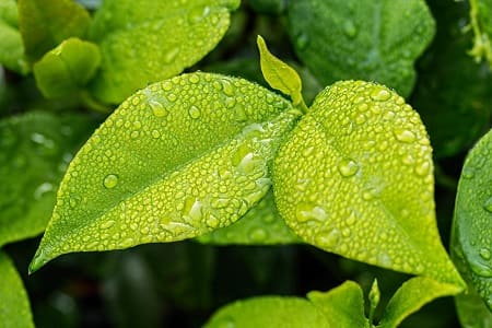 Risposta e adattamento delle piante