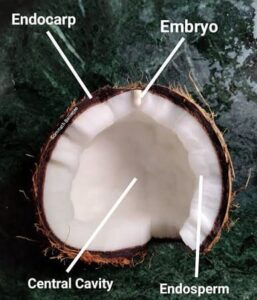 Struttura del cocco