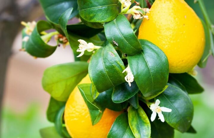 acaro argentato del limone
