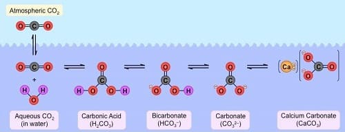 ciclo del carbonio acquoso
