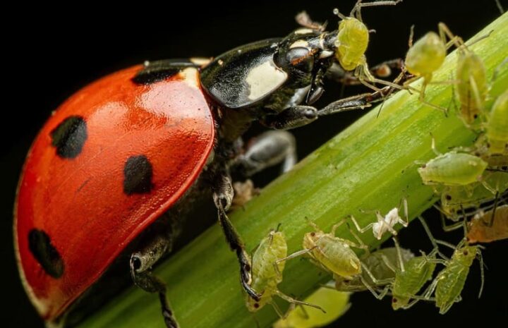 controllo biologico dei parassiti