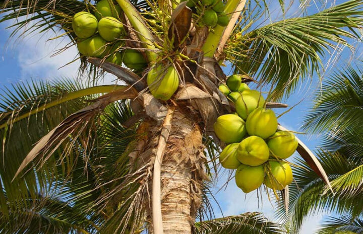 fibra di cocco
