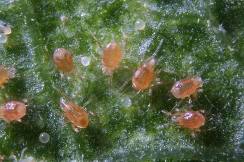 lotta biologica con acaro predatore
