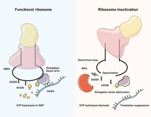 ribosome-inactivating proteins