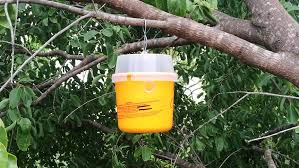 trappole per la mosca della frutta